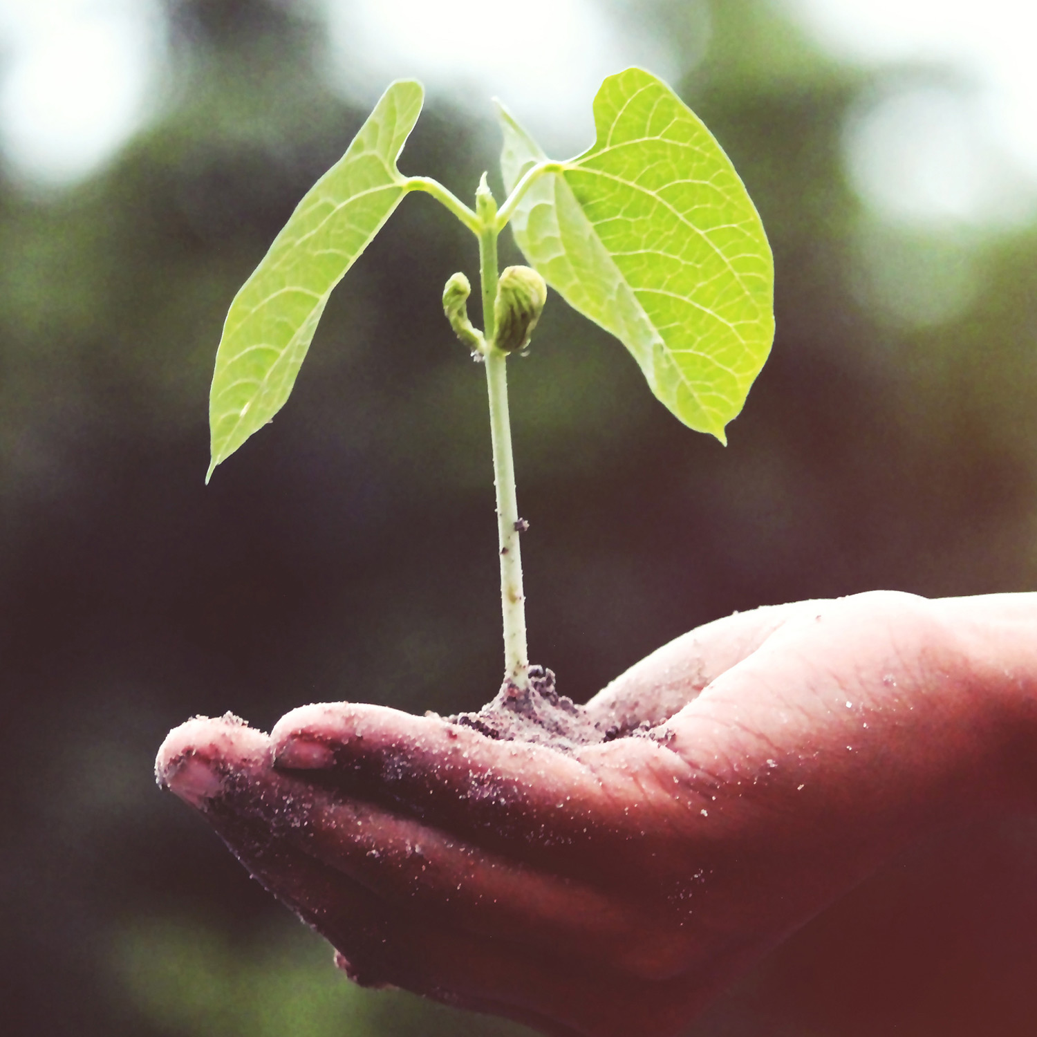 PLANT-MY-TREE